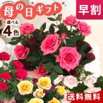 【遅れてごめんね】母の日 プレゼント ミニバラ スターローズ ピンク 4号鉢 送料無料 母の日ギフト 花 鉢植え バラ