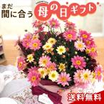 \まだ間に合う/ 母の日 プレゼント マーガレット イチゴミルク 5号鉢 送料無料 母の日ギフト 花 鉢植え best