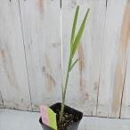 sato поплавок bi рассада 10.5cm pot мир три поддон бамбук сахар овощи рассада огород 