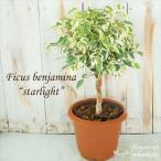 ベンジャミン スターライト ベンジャミナ フィカス 5号鉢 鉢上約28cm 観葉植物 インテリア おしゃれ