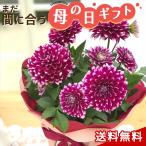 \まだ間に合う/ 母の日 プレゼント ダリア カンクン 5号鉢 送料無料 母の日ギフト 花 鉢植え best
