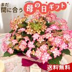 \まだ間に合う/ 母の日 プレゼント アジサイ ひな祭り ピンク 5号鉢 送料無料 母の日ギフト 花 鉢植え ガクアジサイ あじさい 紫陽花 ヒナマツリ