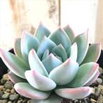 ショッピングエケベリア 多肉植物 skエケベリア ラウィータ 多肉植物 エケベリア 7.5cmポット
