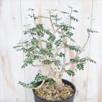 センナ メリディオナリス Senna Meridionalis の育て方 栽培記録 ゆるぷ