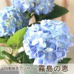 四季咲あじさい 霧島の恵 アジサイ 登録品種 紫陽花 9cmポット苗