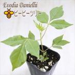 ビービーツリー 9cmポット 蜜源植物 苗木 花木