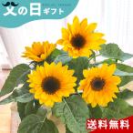父の日 プレゼント ひまわり 5号鉢 送料無料 父の日ギフト 花 鉢植え ヒマワリ 向日葵