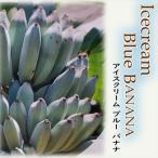  мороженое banana рассада 9cm pot голубой banana саженец фруктовое дерево рассада 