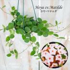 観葉植物 ホヤ マチルダ (カルノーサ×セルペンス) 4号 吊り鉢 吊り下げ ハンギング サクララン 観葉植物 室内 贈り物 プレゼント インテリア おしゃれ