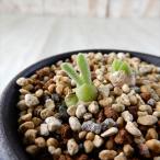 ショッピングエケベリア 多肉植物 caモニラリア モニリフォルミス 実生苗 多肉植物 コーデックス 7.5cmポット