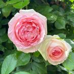 【まもなく締め切り】 予約販売 バラ苗 バラ大苗 つるバラ ピエールドゥロンサール 薔薇 ばら ピンク 白 ピエールドロンサール troe 12月中旬以降発送