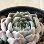 ショッピング多肉植物 多肉植物 hmエケベリア Gilo 多肉植物 エケベリア  ジロ6cmポット