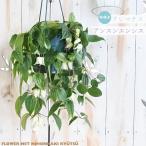 予約販売 冬咲きクレマチス アンスンエンシス 5号 吊り鉢 送料無料 クレマチス ホワイトベル ギフト プレゼント 鉢植え 鉢花 12月上旬以降発送