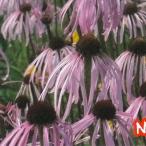 予約販売 宿根草の咲く庭 エキナセア 苗 パリダ 9cmポット バレンギク 多年草 ガーデニング 花苗 宿根草苗 hys4 4月下旬以降発送