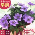 ＼ 早割 ／ 母の日 プレゼント クレマチス ミゼットブルー 5号鉢 送料無料 母の日ギフト 花 鉢植え 日本花キ流通