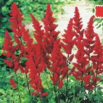 予約販売 宿根草の咲く庭 アスチルベ 苗 ファナル 9cm