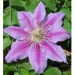 ショッピングクレマチス 予約販売 クレマチス 苗 ドクターラッペル パテンス系 落合さんのクレマチス 2年生苗 10.5cmポット ochi 3月上旬以降発送