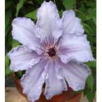 ショッピングクレマチス 予約販売 クレマチス 苗 ザファーストレディー パテンス系 落合さんのクレマチス 2年生苗 10.5cmポット ochi 3月上旬以降発送
