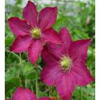 ショッピングクレマチス 予約販売 クレマチス 苗 マダムエドワードアンドレ ジャックマニー系 落合さんのクレマチス 2年生苗 10.5cmポット ochi 3月上旬以降発送