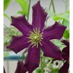 ショッピングクレマチス 予約販売 クレマチス 苗 ロマンチカ ジャックマニー系 落合さんのクレマチス 2年生苗 10.5cmポット ochi 3月上旬以降発送