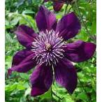 ショッピングクレマチス 予約販売 クレマチス 苗 パンサー 遅咲き大輪系 落合さんのクレマチス 2年生苗 10.5cmポット ochi 3月上旬以降発送