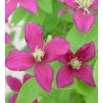 ショッピングクレマチス 予約販売 クレマチス 苗 オレンジギャル ビチセラ系 落合さんのクレマチス 2年生苗 10.5cmポット ochi 3月上旬以降発送