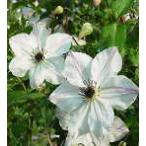 ショッピングクレマチス 予約販売 クレマチス 苗 サニーサイド ビチセラ系 落合さんのクレマチス 2年生苗 10.5cmポット ochi 3月上旬以降発送