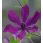 ショッピングクレマチス 予約販売 クレマチス 苗 アフロディーテエレガフミナ インテグリフォリア系 落合さんのクレマチス 2年生苗 10.5cmポット ochi 3月上旬以降発送