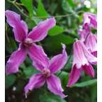 ショッピングクレマチス 予約販売 クレマチス 苗 キャッツアイ インテグリフォリア系 落合さんのクレマチス 2年生苗 10.5cmポット ochi 3月上旬以降発送