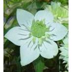 ショッピングクレマチス 予約販売 クレマチス 苗 白万重 フロリダ系 落合さんのクレマチス 2年生苗 10.5cmポット ochi 3月上旬以降発送