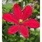 ショッピングクレマチス 予約販売 クレマチス 苗 燦燦 （さんさん） ビチセラ系 落合さんのクレマチス 2年生苗 10.5cmポット ochi 3月上旬以降発送