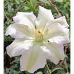 予約販売 クレマチス 苗 夏帆 フロリダ