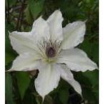 ショッピングクレマチス 予約販売 クレマチス 苗 名緒 フロリダ系 落合さんのクレマチス 2年生苗 10.5cmポット ochi 3月上旬以降発送