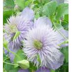 ショッピングクレマチス 予約販売 クレマチス 苗 ブルーライト パテンス系 落合さんのクレマチス 2年生苗 10.5cmポット ochi 3月上旬以降発送