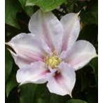 ショッピングクレマチス 予約販売 クレマチス 苗 サマンサデニー パテンス系 落合さんのクレマチス 2年生苗 10.5cmポット ochi 3月上旬以降発送