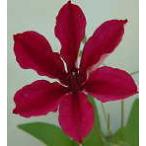 ショッピングクレマチス 予約販売 クレマチス 苗 フビ ラヌギノーサ系 落合さんのクレマチス 2年生苗 10.5cmポット ochi 3月上旬以降発送