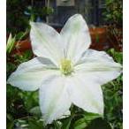 ショッピングクレマチス 予約販売 クレマチス 苗 ロココラ ラヌギノーサ系 落合さんのクレマチス 2年生苗 10.5cmポット ochi 3月上旬以降発送