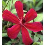 ショッピングクレマチス 予約販売 クレマチス 苗 アラーナ ジャックマニー系 落合さんのクレマチス 2年生苗 10.5cmポット ochi 3月上旬以降発送