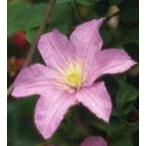 ショッピングクレマチス 予約販売 クレマチス 苗 コンテストボシャール ジャックマニー系 落合さんのクレマチス 2年生苗 10.5cmポット ochi 3月上旬以降発送