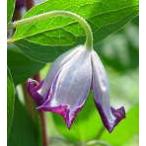 予約販売 クレマチス 苗 プシュケ ビチセラ系 落合さんのクレマチス 2年生苗 10.5cmポット ochi 3月上旬以降発送