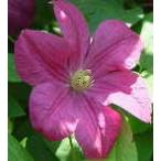 予約販売 クレマチス 苗 マーゴットコスター ビチセラ系 落合さんのクレマチス 2年生苗 10.5cmポット ochi 3月上旬以降発送