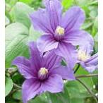 ショッピングクレマチス 予約販売 クレマチス 苗 サムシングブルー インテグリフォリア系 落合さんのクレマチス 2年生苗 10.5cmポット ochi 3月上旬以降発送