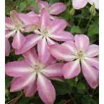 ショッピングクレマチス 予約販売 クレマチス 苗 夏茜 フロリダ系 落合さんのクレマチス 2年生苗 10.5cmポット ochi 3月上旬以降発送