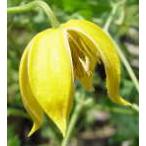 ショッピングクレマチス 予約販売 クレマチス 苗 オリエンタリスコーリー タングチカ系 落合さんのクレマチス 2年生苗 10.5cmポット ochi 3月上旬以降発送