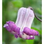 ショッピングクレマチス 予約販売 クレマチス 苗 クリスパ ヴィオルナ系（原種）落合さんのクレマチス 2年生苗 10.5cmポット ochi 3月上旬以降発送