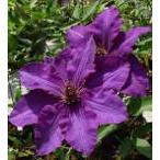 予約販売 クレマチス 苗 ザプレジデント パテンス系 落合さんのクレマチス 2年生苗 10.5cmポット ochi 3月上旬以降発送