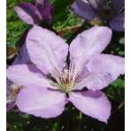 予約販売 クレマチス 苗 マーガレットハント ジャック