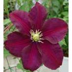 予約販売 クレマチス 苗 ワルシャワニーケ ジャックマニー系 落合さんのクレマチス 2年生苗 10.5cmポット ochi 3月上旬以降発送