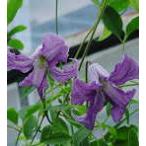 ショッピングクレマチス 予約販売 クレマチス 苗 ベティーコーニング ビチセラ系 落合さんのクレマチス 2年生苗 10.5cmポット ochi 3月上旬以降発送