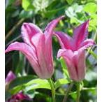 予約販売 クレマチス 苗 ダッチスオブアルバニー テキセンシス系 落合さんのクレマチス 2年生苗 10.5cmポット ochi 3月上旬以降発送